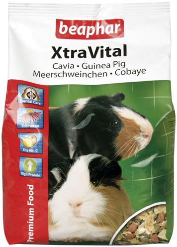 Xtravital cavia