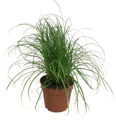 Cyper alt zum kitty grass kattengras