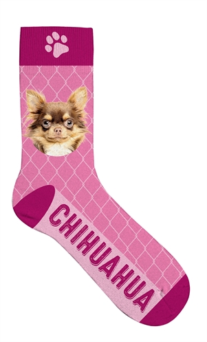 Sokken chihuahua