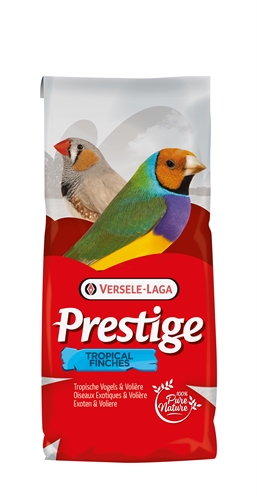 Prestige tropische vogel